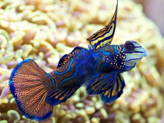 Quarantined Marine Fish Staub Aqua Farm LLC