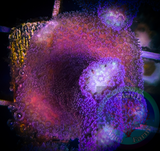 Purple Stylophora Frag