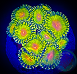 Impastas zoanthid polyp