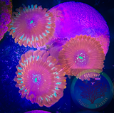 Single Magician Zoanthid polyp
