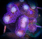 Purple Stylophora Frag