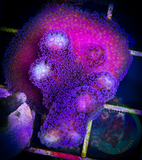Purple Stylophora Frag