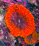 Sunset Eclipse Zoanthid Coral Polyp