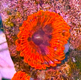 Sunset Eclipse Zoanthid Coral Polyp