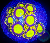 King Midas Zoanthid Polyp 5+ polyps
