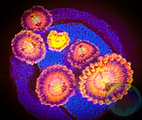Halle Berry Zoanthid polyp