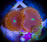 Red People Eater Zoanthid Polyp