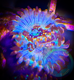 White Zombie Zoanthid polyps