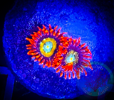 Shatterfield Zoanthid Coral Polyp