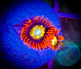 Shatterfield Zoanthid Coral Polyp