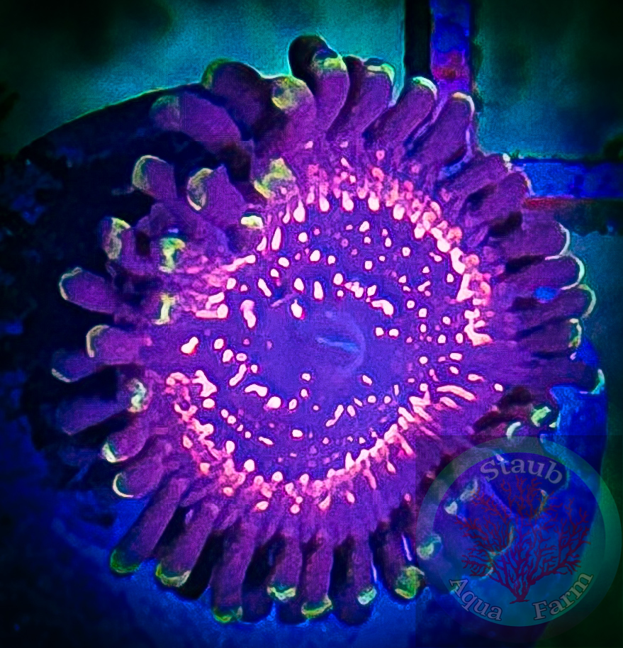 WWC's Taser Zoanthid polyp – Staub Aqua Farm LLC