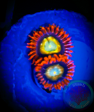 Shatterfield Zoanthid Coral Polyp