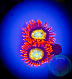 Shatterfield Zoanthid Coral Polyp