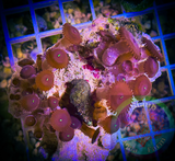 Red People Eater Zoanthid Polyp