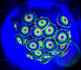 Single Rasta Zoanthid polyp