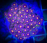 Florida Gators Zoanthid 5+ polyps