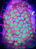 Blastomussa Merletti (per head)