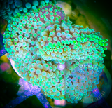 Green Ricordia mushroom coral