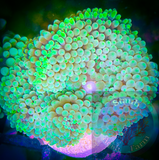 Green Ricordia mushroom coral