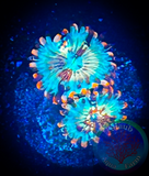 White Zombie Zoanthid polyps
