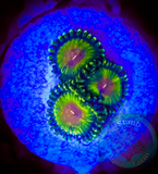 Impastas zoanthid polyp