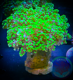 Neon Green Branching Frogspawn Coral