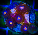 Mystique Zoanthid Polyp
