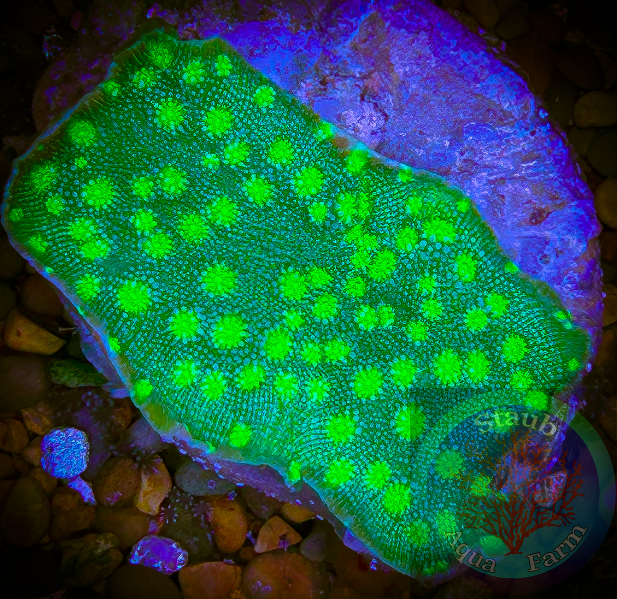 Hollywood Stunner Chalice Coral (1 + inch frag) – Staub Aqua Farm LLC Hollywood Stunner Chalice Coral (1 + inch frag) – Staub Aqua Farm LLC