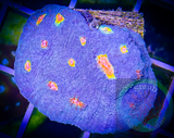 Miami Hurrican Chalice Coral
