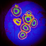 Fruit Loops Zoanthid Polyp