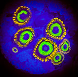 Fruit Loops Zoanthid Polyp