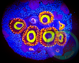 Fruit Loops Zoanthid Polyp
