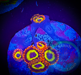 Fruit Loops Zoanthid Polyp