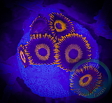 Orange Oxide Zoanthid Polyp