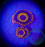 Orange Oxide Zoanthid Polyp