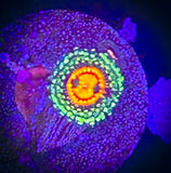 Rainbow Incinerator Zoanthid Polyp