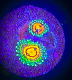 Rainbow Incinerator Zoanthid Polyp