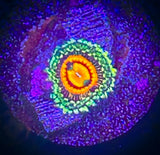 Rainbow Incinerator Zoanthid Polyp