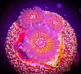 Nightcrawler Zoanthid Coral Frag