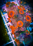 Sunset Eclipse Zoanthid Coral Polyp