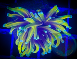 Hellfire Torch Coral (per head)