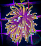 Hellfire Torch Coral (per head)