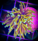 Hellfire Torch Coral (per head)