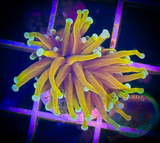 Hellfire Torch Coral (per head)