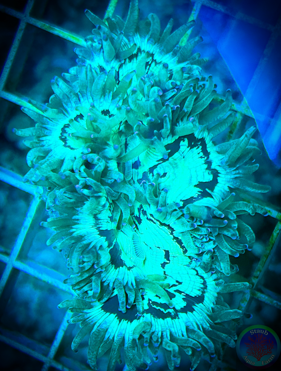 Metallic Green Elegance Coral – Staub Aqua Farm LLC