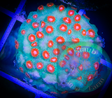 Meteor Shower Cyphastrea Coral Frag