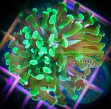 Branching Green Hammer Coral Frag (per head)