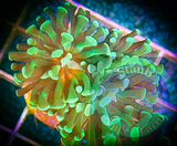 Branching Green Hammer Coral Frag (per head)