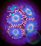 White Zombie Zoanthid polyps