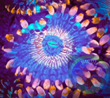 White Zombie Zoanthid polyps